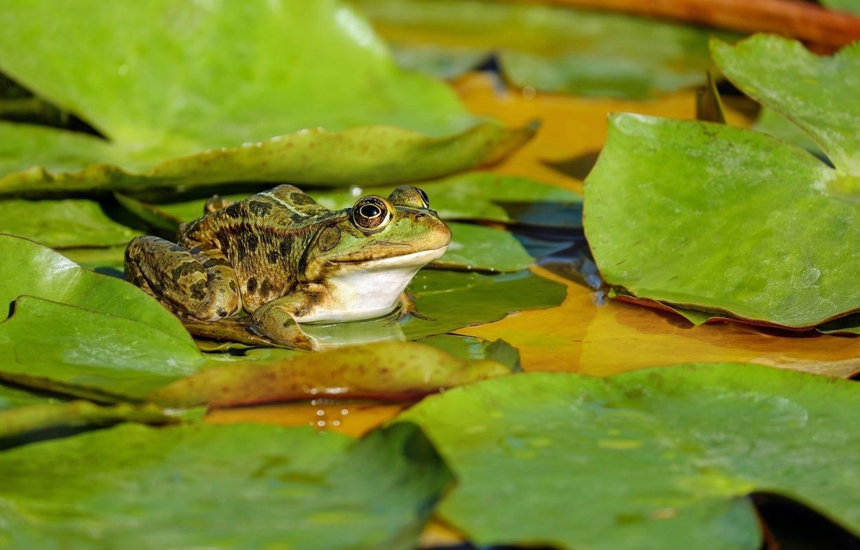 Imagem mostra sapo nas folhas - sonhar com sapo