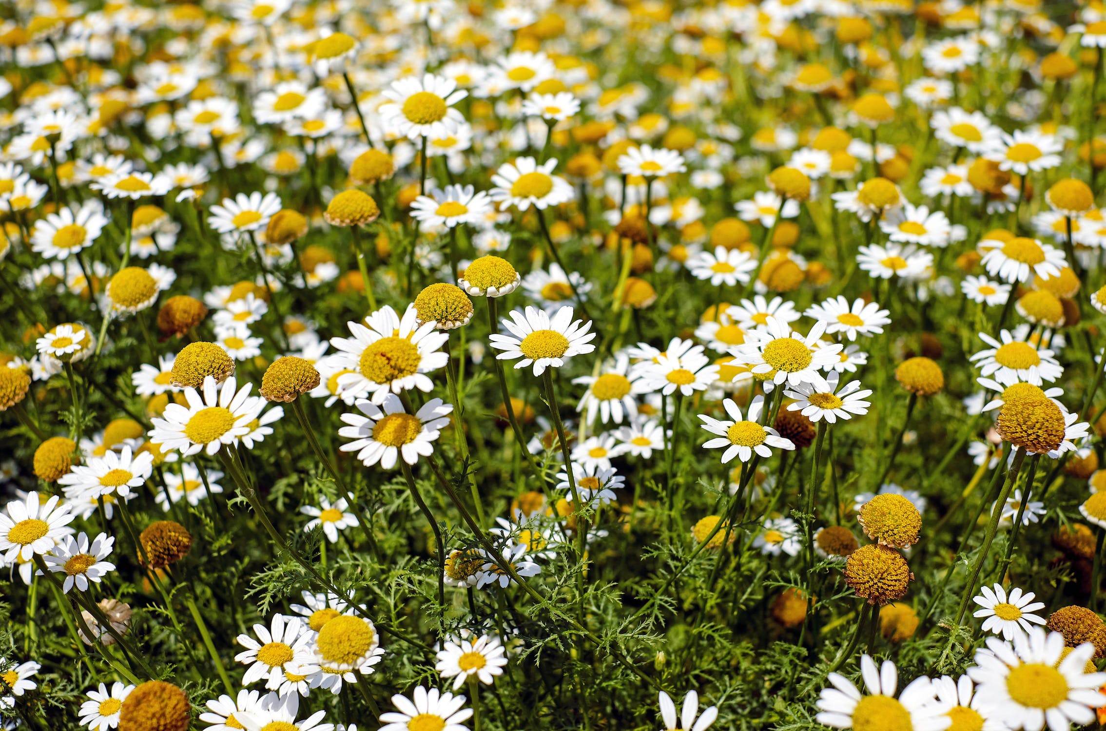 Campo de camomilas florido