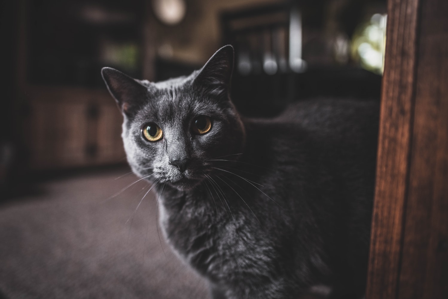 Gato cinza com olhos amarelos olhando para a foto