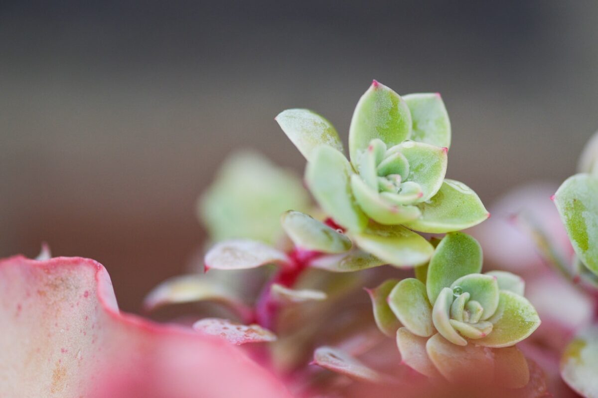 suculenta verde e rosa em foco