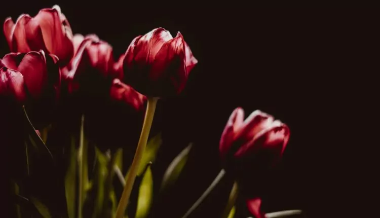 flores vermelhas em um fundo escuro
