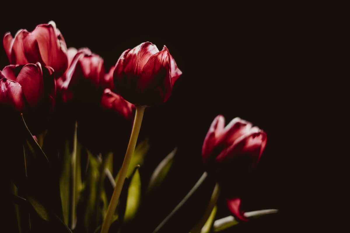 flores vermelhas em um fundo escuro