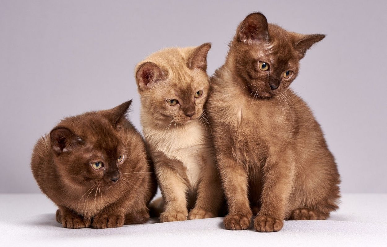Imagem mostra três gatos - nomes para gato