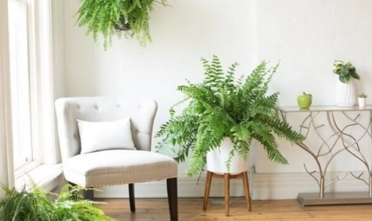 imagem mostra sala decorada com samambaia