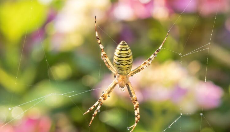 Significado de Sonhar Com Aranha  Especies de aranhas, Significado dos  sonhos, Aranha