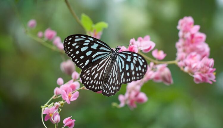 borboleta azul e preta em flores rosas