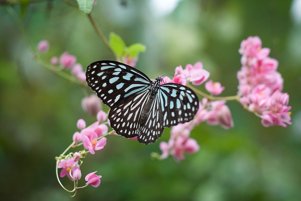 borboleta azul e preta em flores rosas