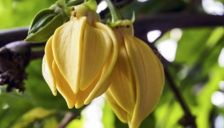 imagem mostra flores de ylang-ylang