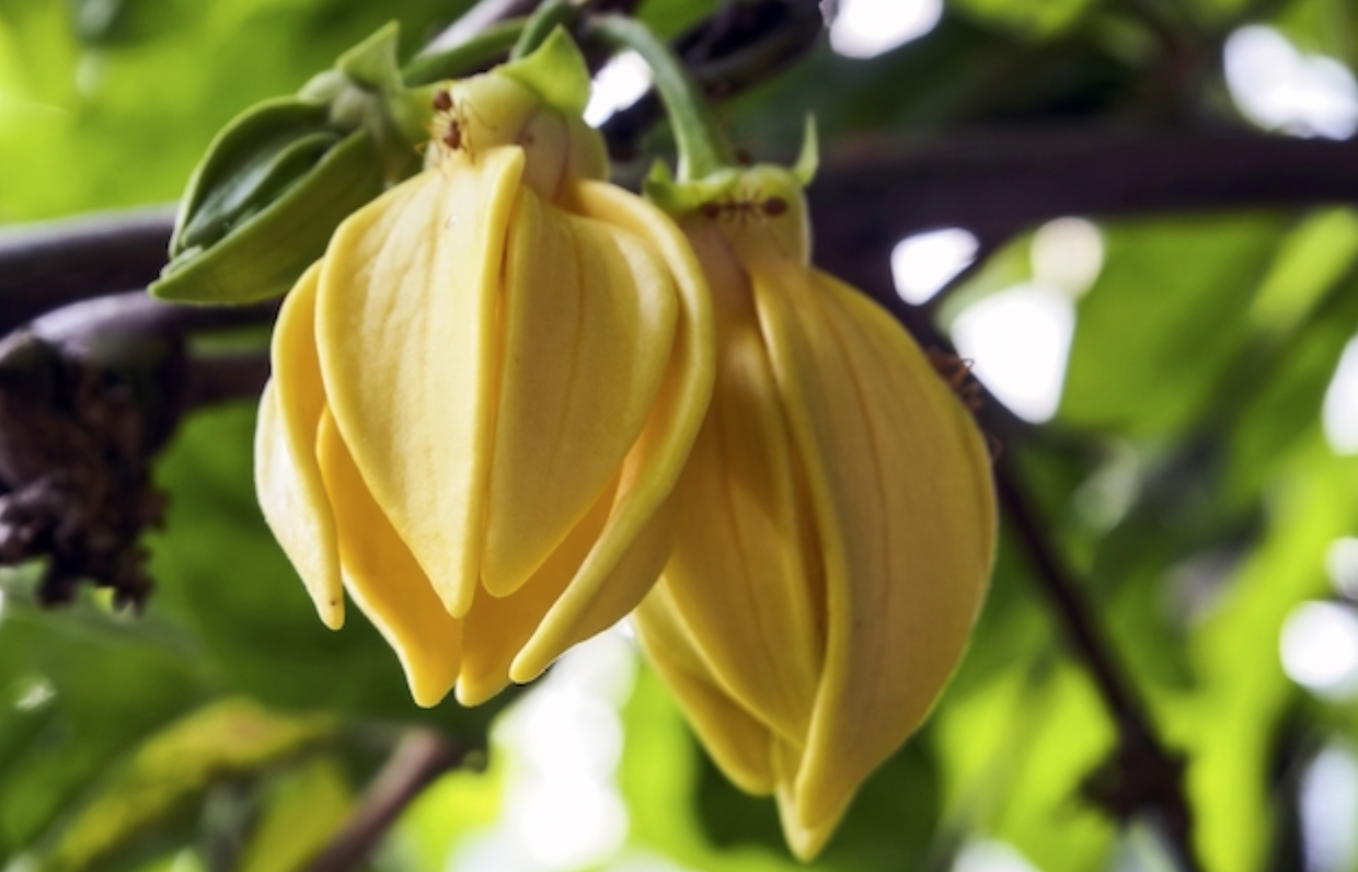 imagem mostra flores de ylang-ylang