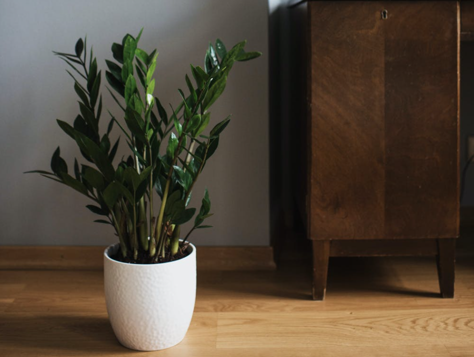imagem mostra zamioculca na decoração