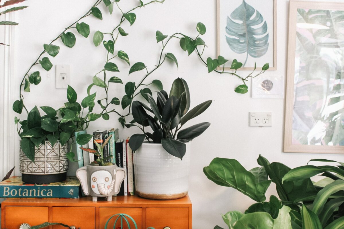 imagem ilustra plantas para o quarto