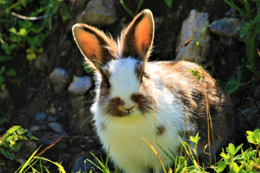 imagem mostra coelho em um gramado