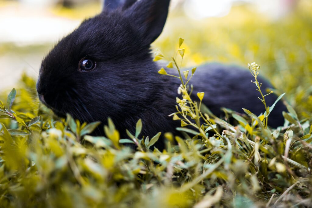 imagem mostra coelho em gramado