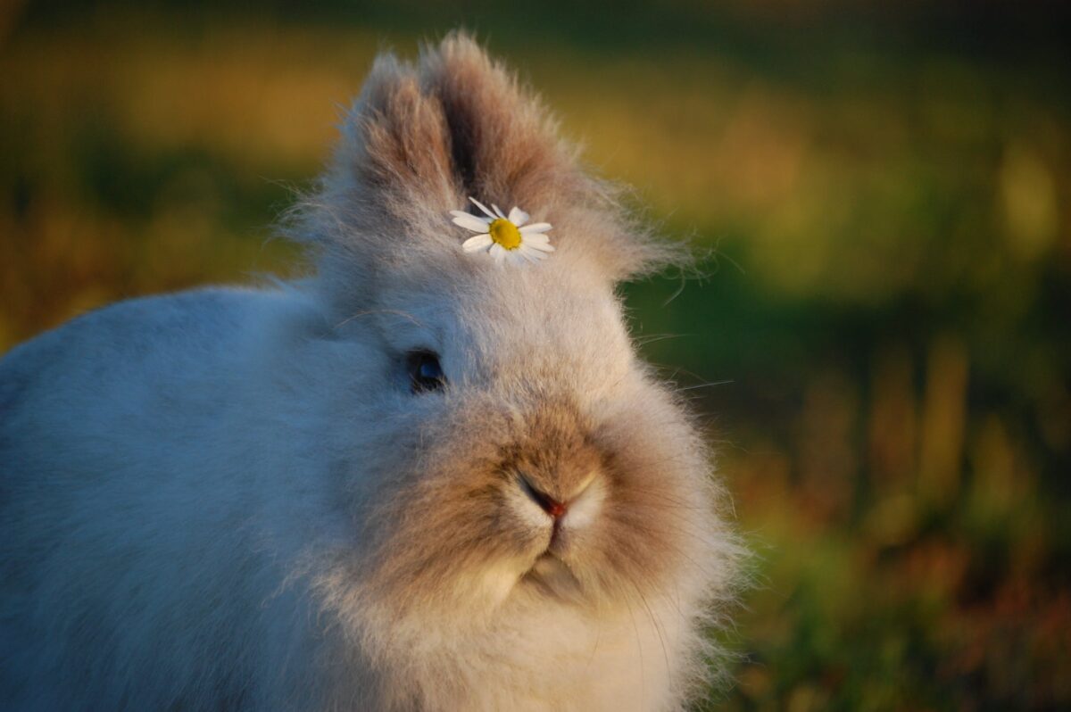 imagem mostra coelho felpudo