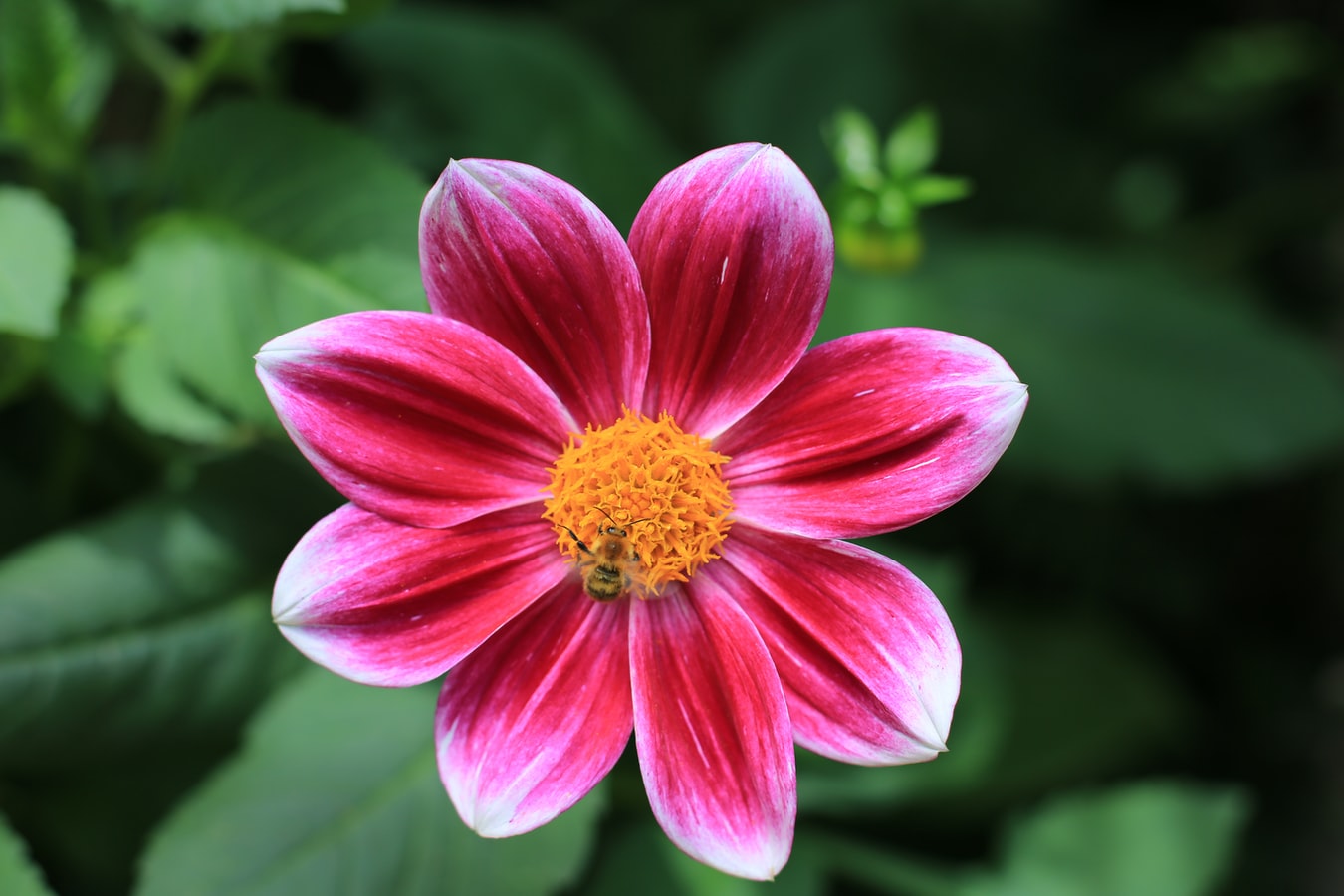imagem mostra uma abelha em uma flor