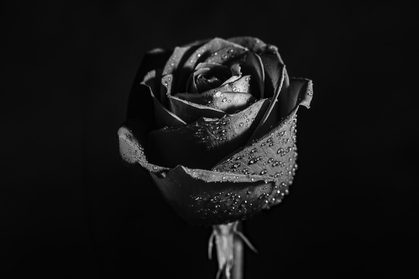 imagem mostra rosa em preto e branco