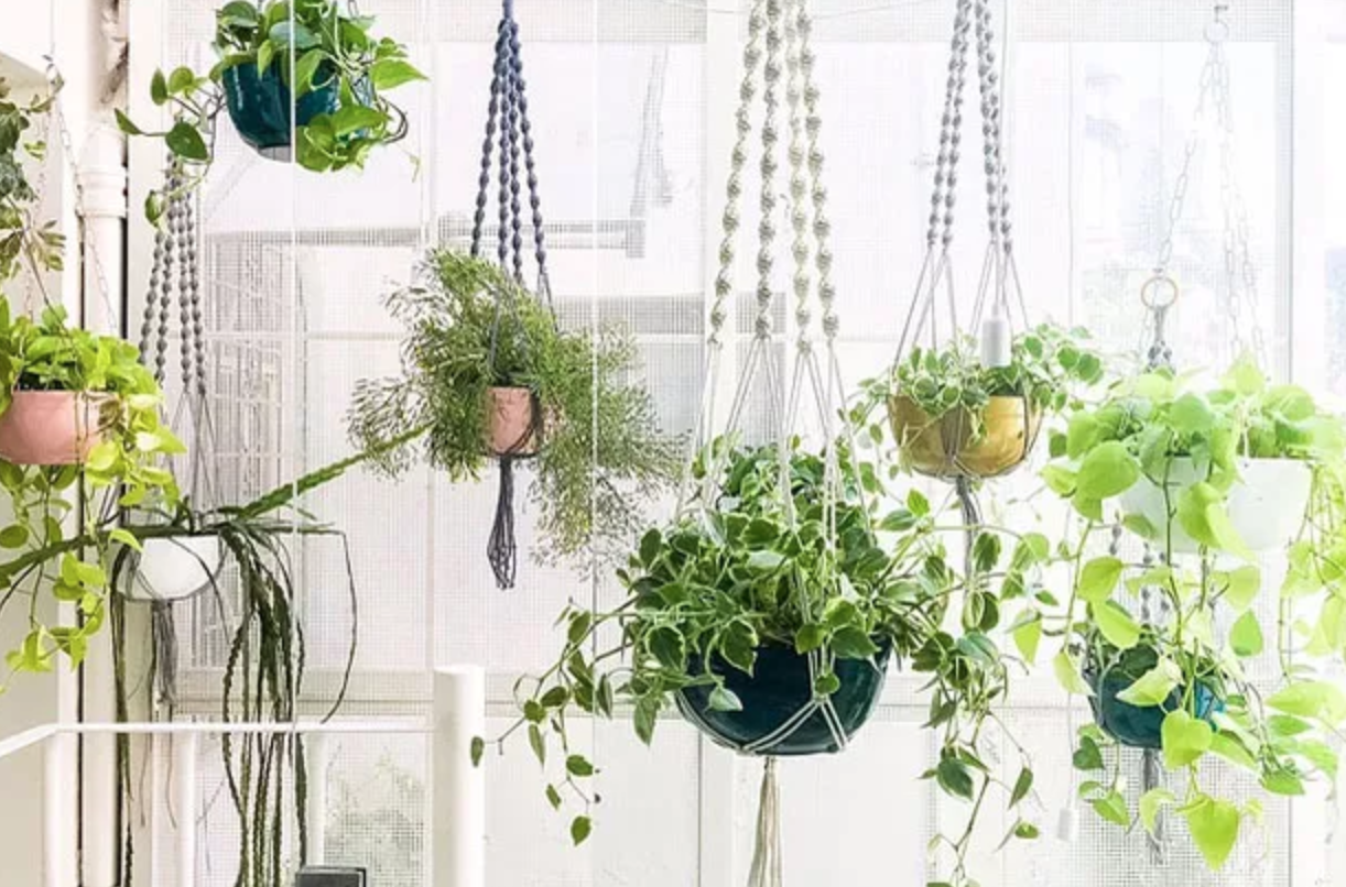 imagem mostra plantas pendentes