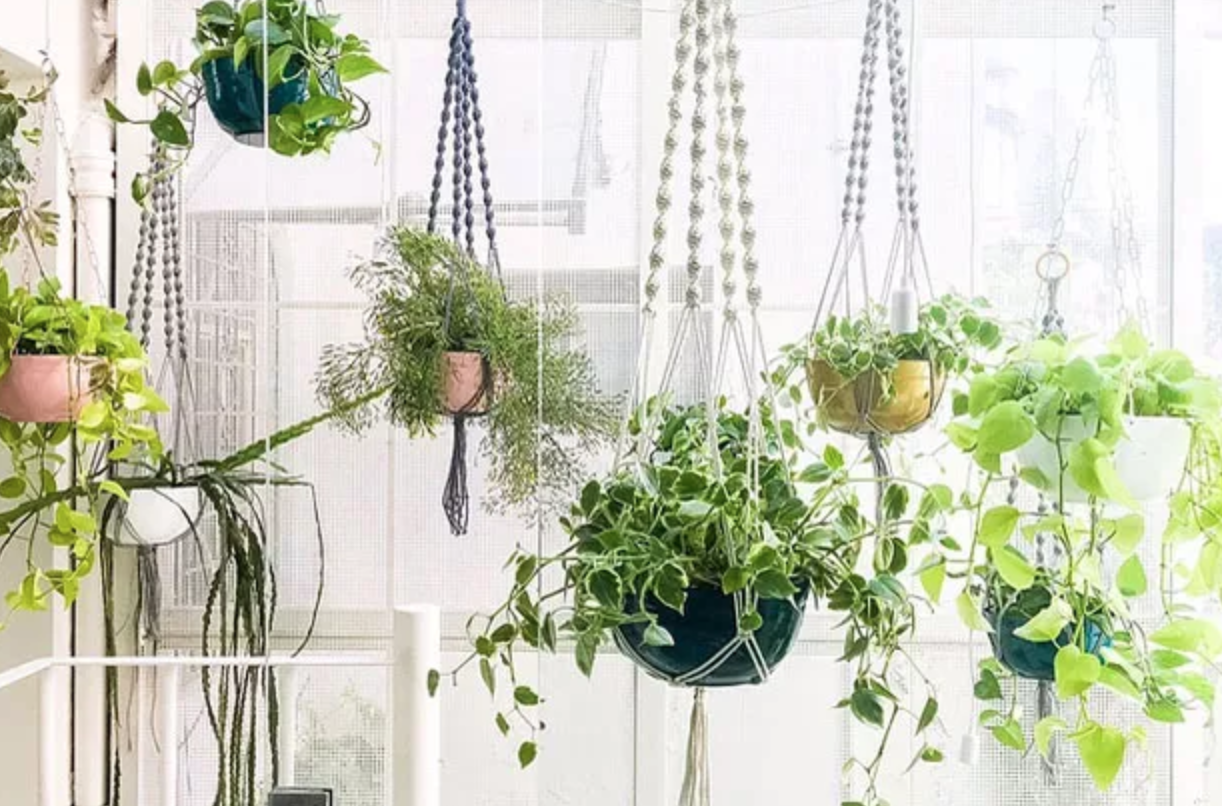 Plantas pendentes: 10 opções para embelezar naturalmente sua casa