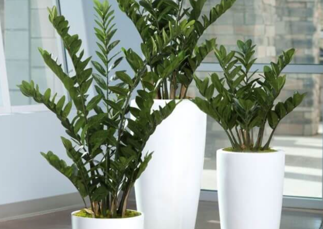 8 plantas que não precisam de sol para decorar ambientes internos