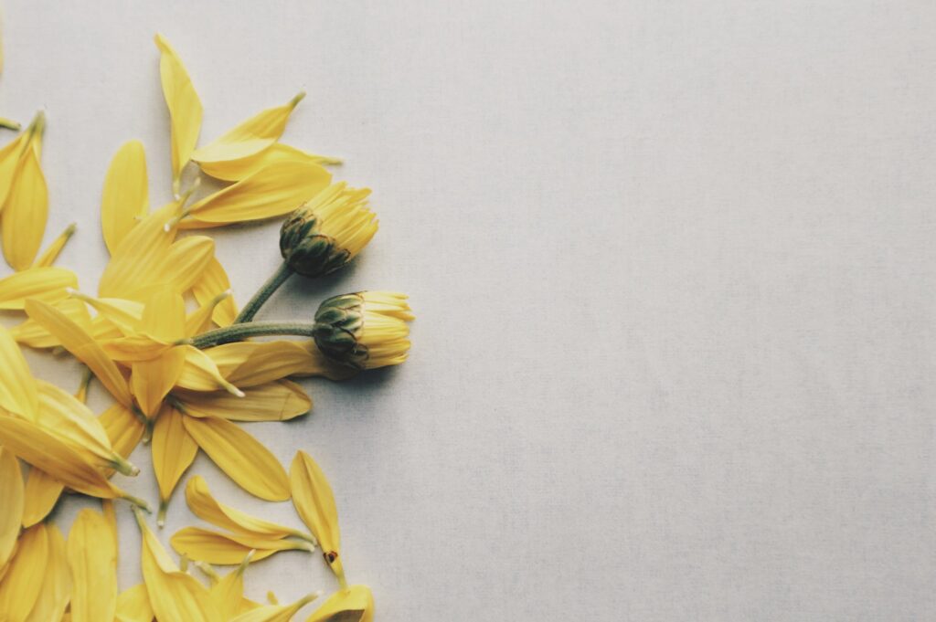 pétalas de flores amarelas