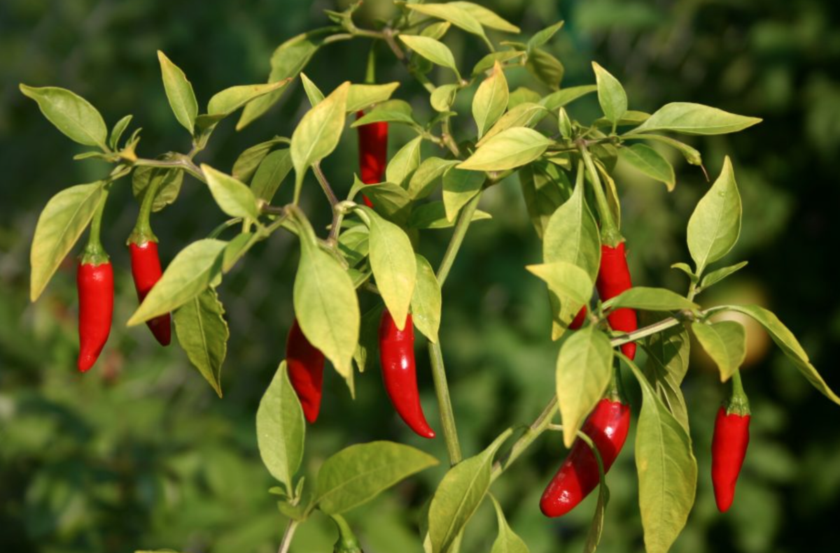 pé de pimenta