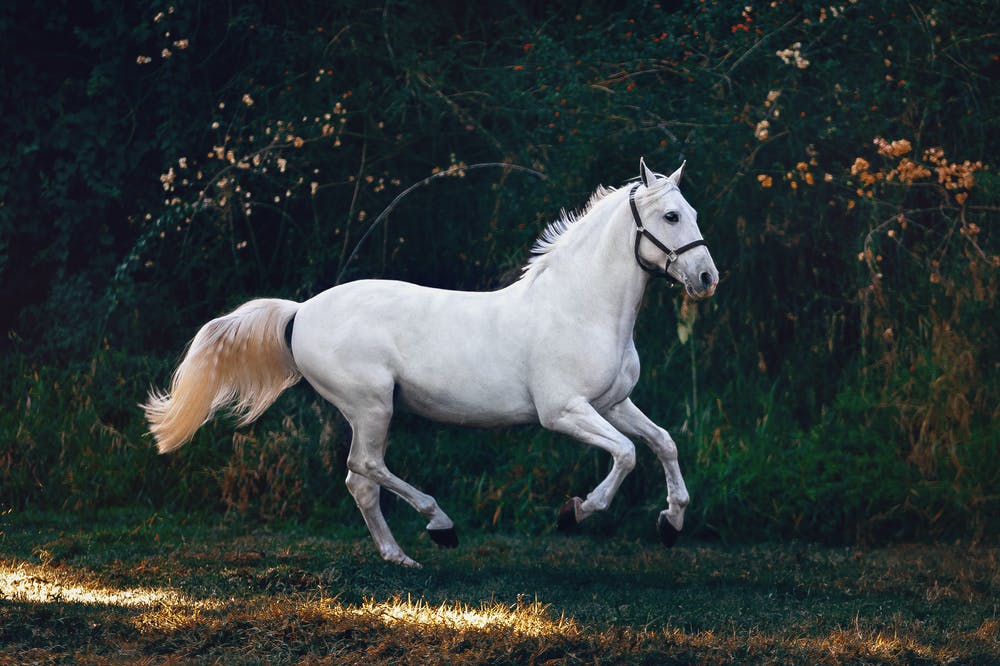 imagem mostra cavalo correndo