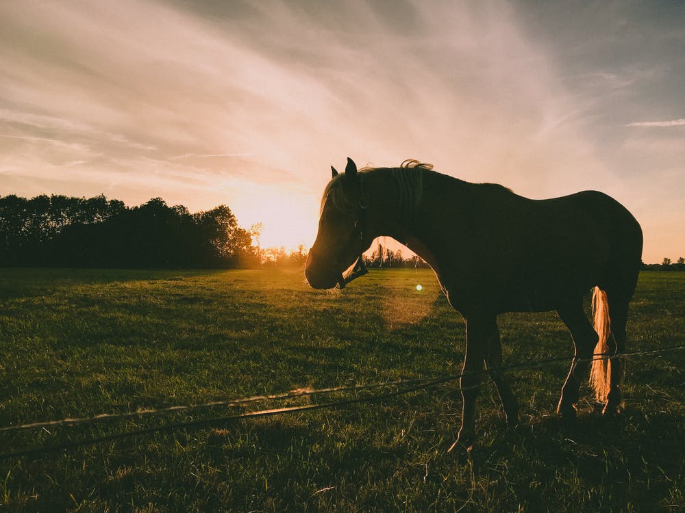 imagem mostra cavalo em paisagem