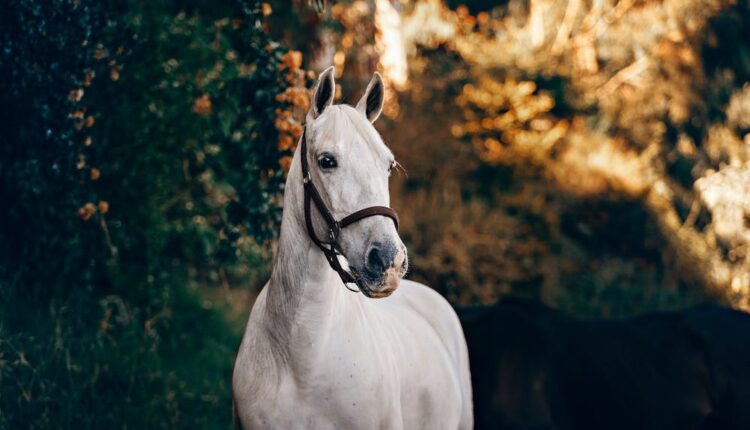 imagem mostra cavalo branco