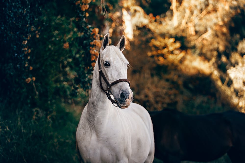 Sonhos Significado: sonhar com Cavalo bravo