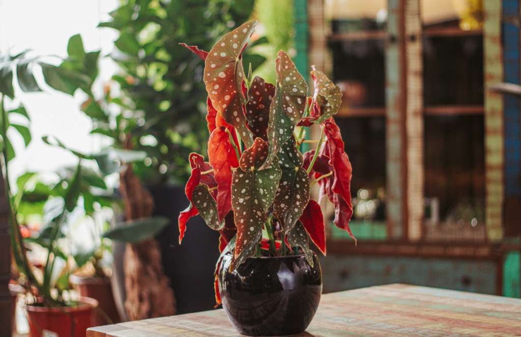 Begônia Maculata: aprenda a cultivar a planta instagramável