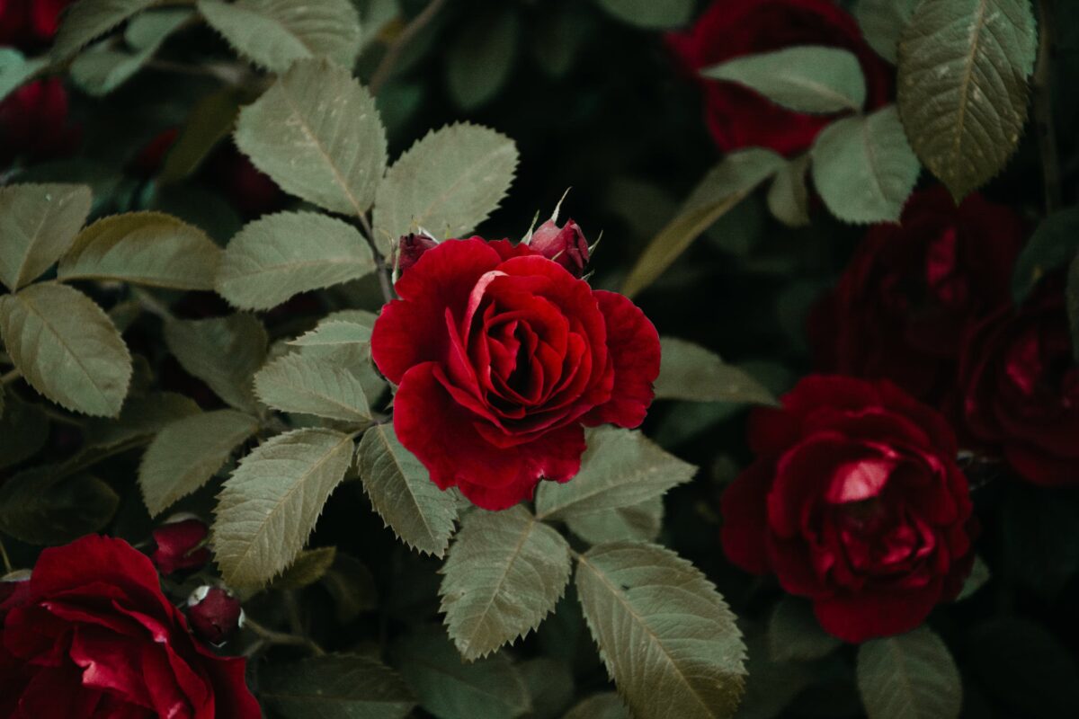 rosa vermelha