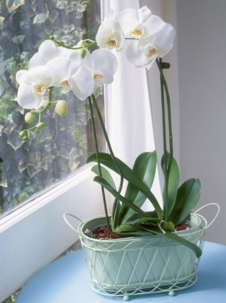 orquídea em vaso