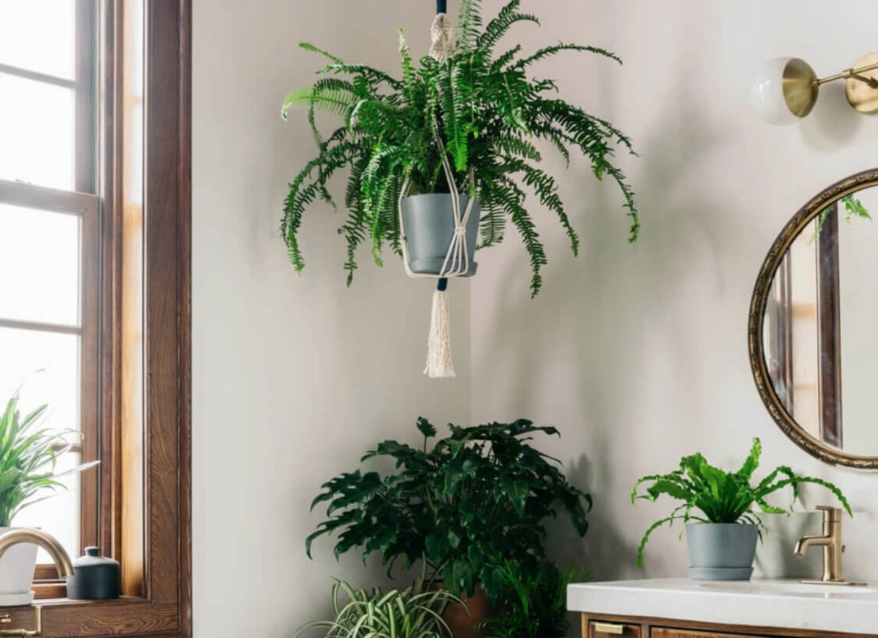 banheiro com plantas