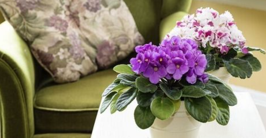 plantas para sala violeta