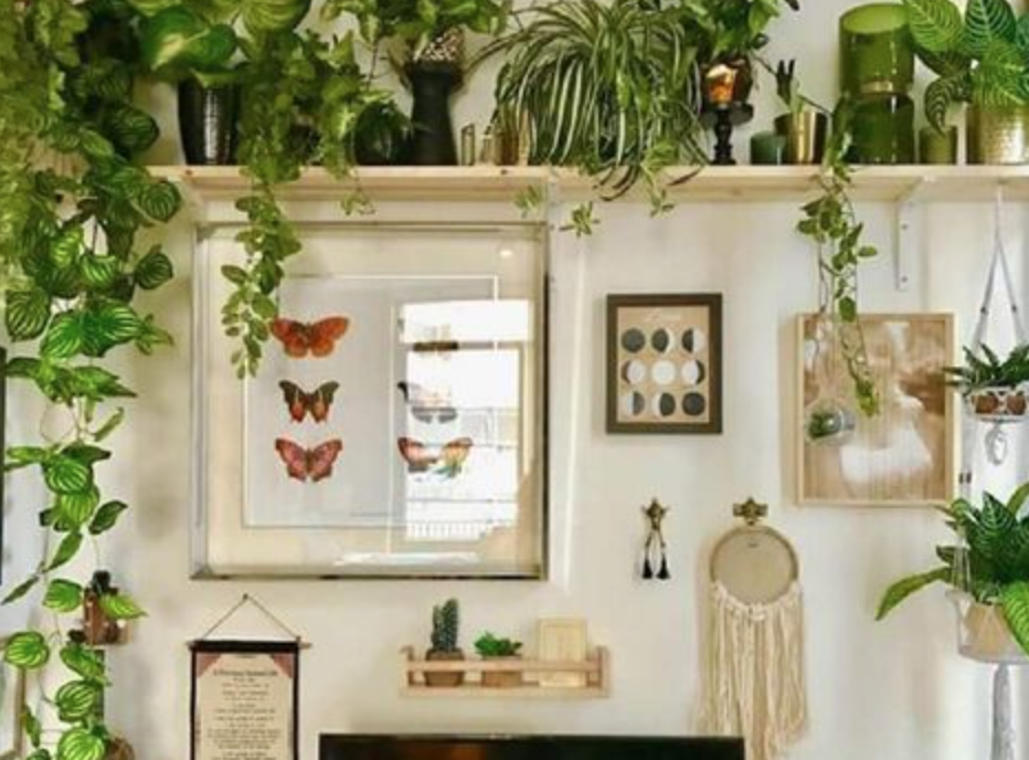 15 plantas para a sala que trazem sofisticação ao ambiente