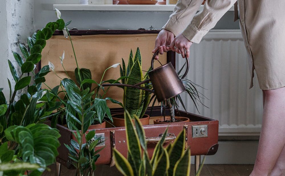 água oxigenada nas plantas