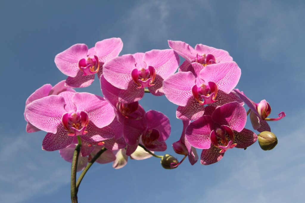 plantas que purificam o ar - orquídeas
