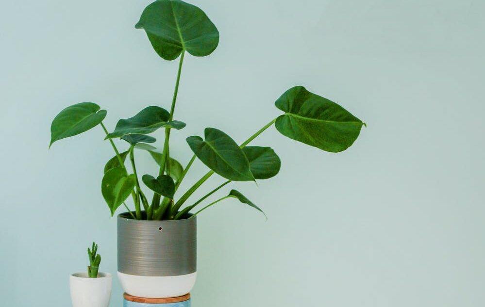 plantas que purificam o ar