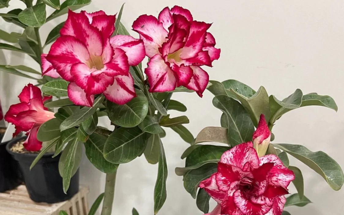 rosa do deserto
