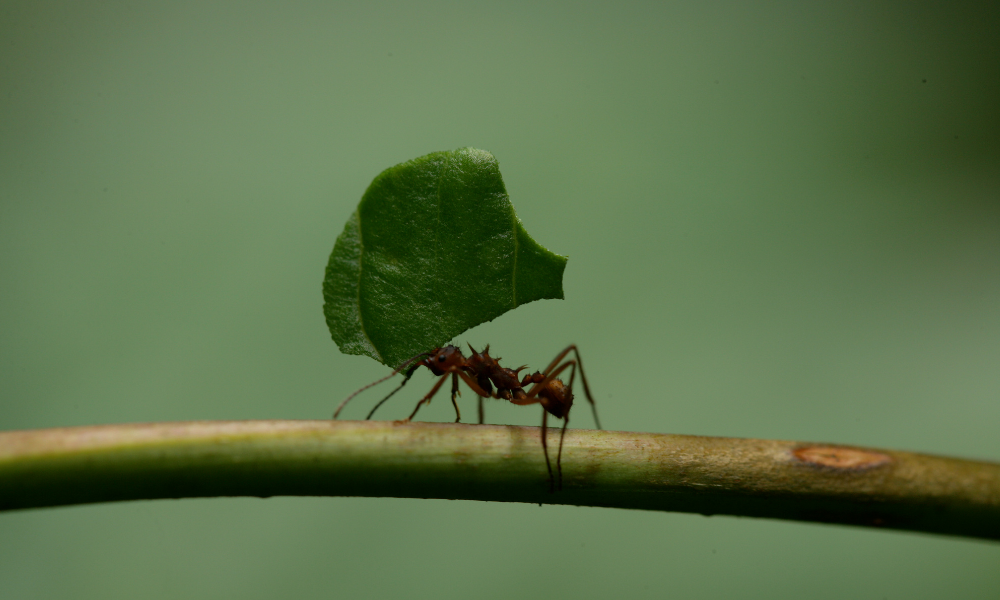 como eliminar formigas das plantas